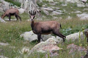 chamois